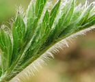 Pulsatilla alpina