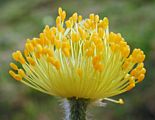 Pulsatilla alpina