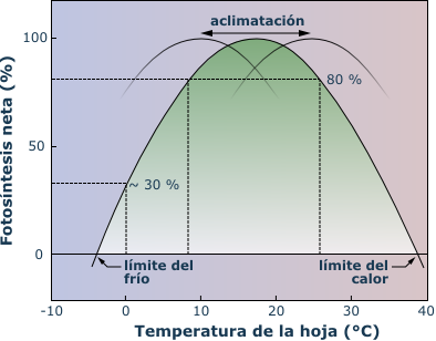 temperature response of leaf photosynthesis