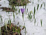 Crocus