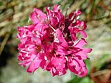 Silene suecica