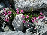 Epilobium fleischeri flowers