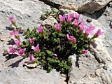 Saxifraga oppositifolia