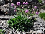 Scabiosa lucida