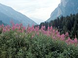 Epilobium angustifolium