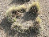 Festuca orthophylla