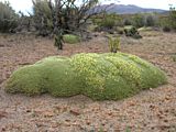 cushion plants