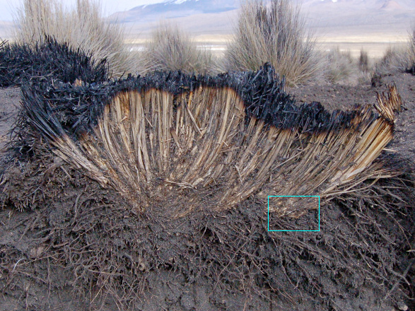 Festuca orthophylla