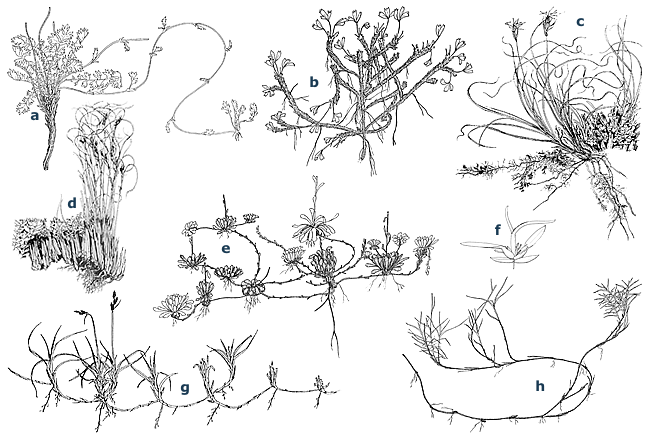 clonal plant forms