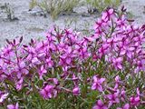 Epilobium fleischeri