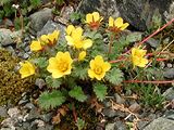 Geum reptans